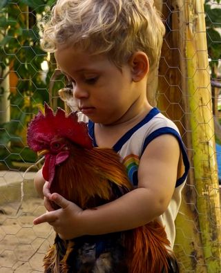 Menino abraçando um galo no galinheiro